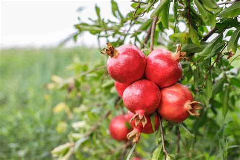  Listen to the Pomegranate Tree:  A Magical Journey Through Persian Folklore and Childhood Curiosity